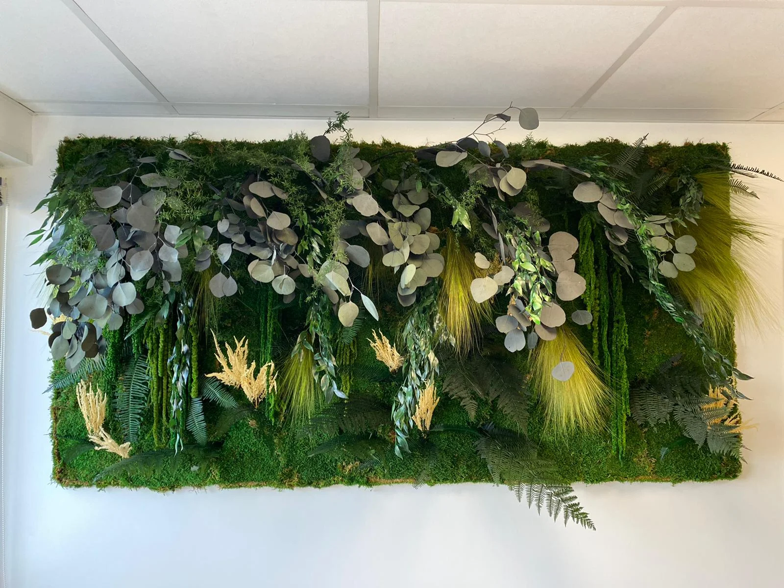 mur végétal composé de plante stabilisé comme eucalyptus, mousse végétale