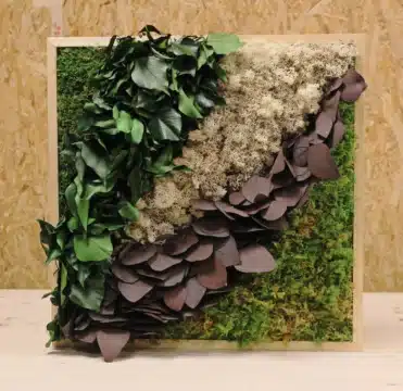 photo d'un cadre végétal stabilisé : la traversée, composé de lichen, mousse végétale et eucalyptus