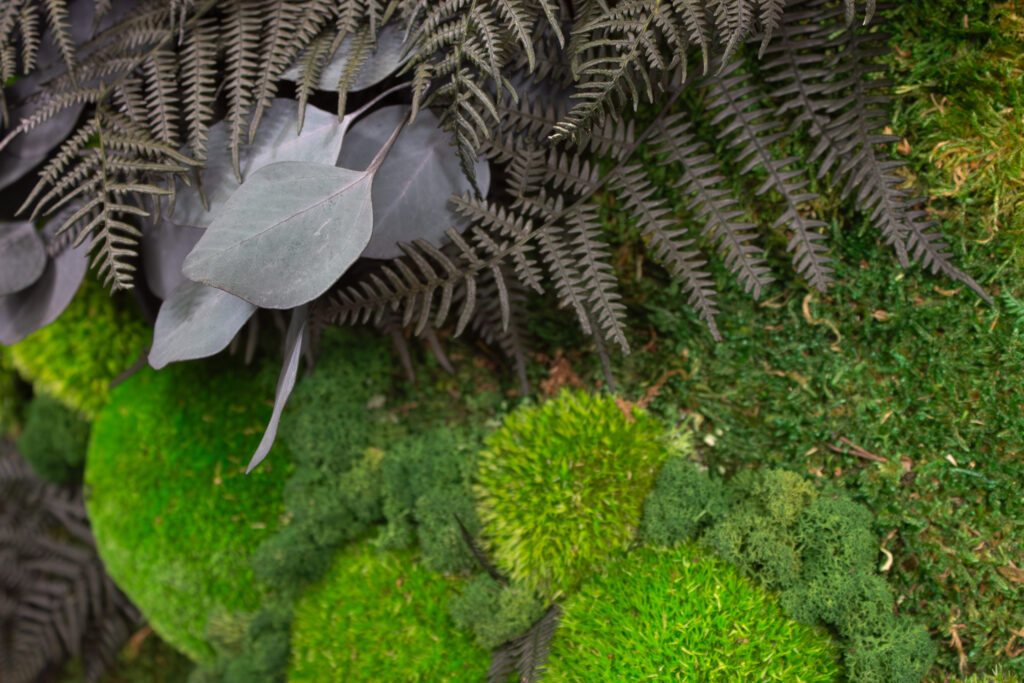 Photo de plantes stabilisées avec une mise en avant sur le lichen, le mousse boule, la fougère et l'eucalyptus